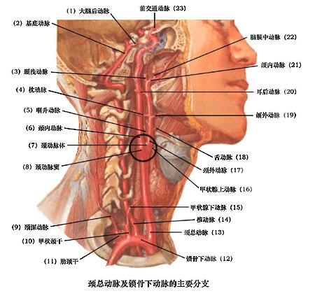 甲状腺功能亢进症